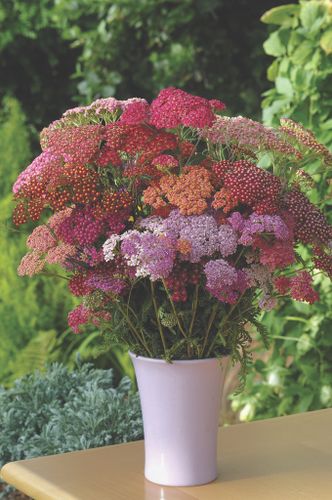 Yarrow Flowerburst Red