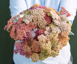 Yarrow Summer Pastels