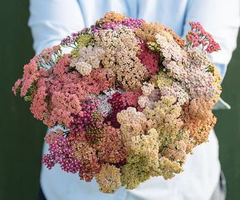 Yarrow Summer Pastels