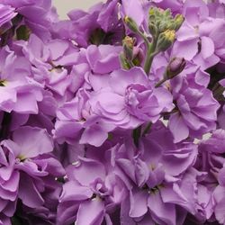 Stocks Lavender Blue Punch