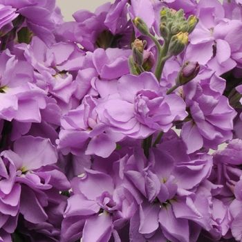 Stocks Lavender Blue Punch