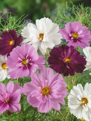 Cosmos Collarette Mixed