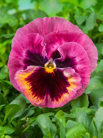 Pansy Xtrada Pink Shades With Blotch F1