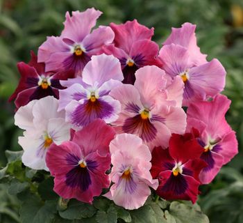 Pansy Strawberry Sundae F1