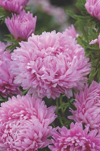 Aster Candyfloss