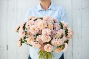 Aster Apricot Dream