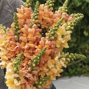 Snapdragon Costa Apricot F1