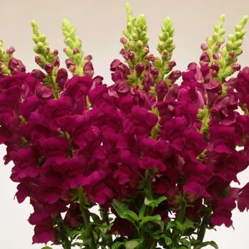Snapdragon Potomac Crimson F1