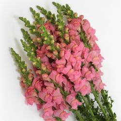 Lejongap Potomac Soft Pink F1