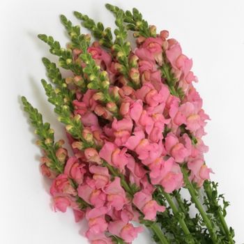 Snapdragon Potomac Soft Pink F1