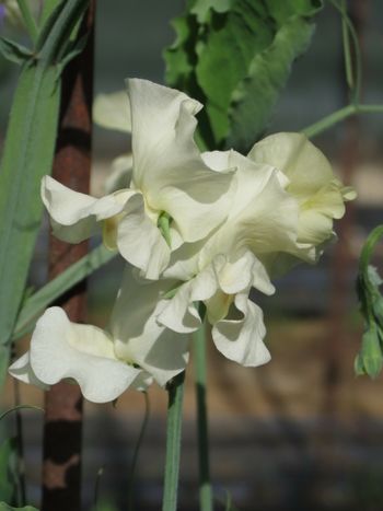 Sweet Pea Castle of Mey