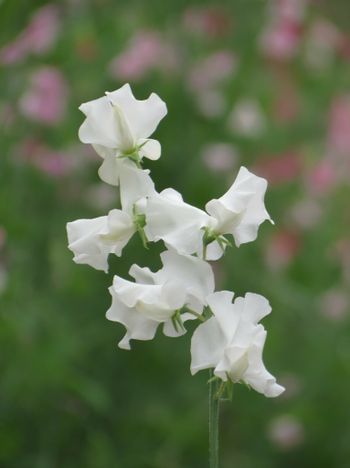Sweet Pea Wild Swan
