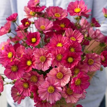 Cosmos Xsenia