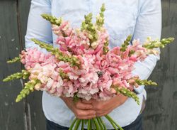 Snapdragon Bridal Pink F1