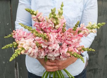 Snapdragon Bridal Pink F1