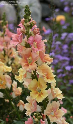 Snapdragon Chantilly Peach F1