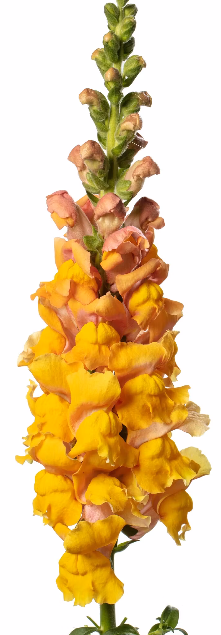 Snapdragon Animation Snapdragon Animation Cognac F1 - Jordnära Fröer • Grow Flowers • Slow ...