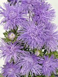 Aster Giant Quilled Silvery Lilac