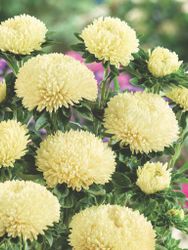 Aster Balloon Lemon Cream