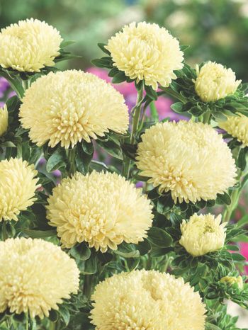 Aster Balloon Lemon Cream
