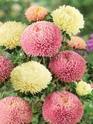 Aster Apricot Swirl