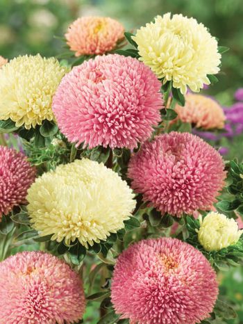 Aster Apricot Swirl