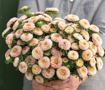 Aster Matsumoto Apricot