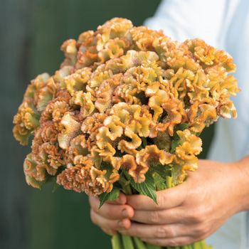 Celosia Crystal Beauty