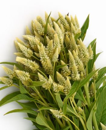 Celosia Celway White