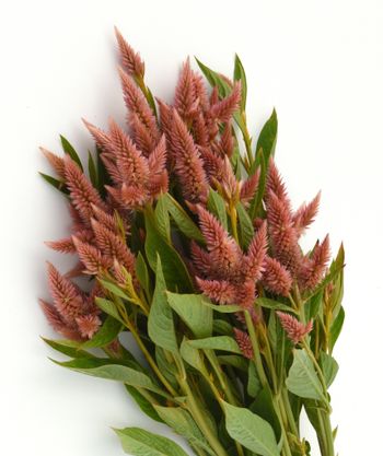Celosia Celway Salmon