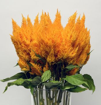 Celosia Sunday Gold
