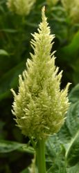 Celosia Sunday Green