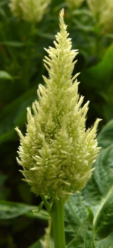 Celosia Sunday Green