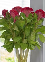 Celosia Neo Red