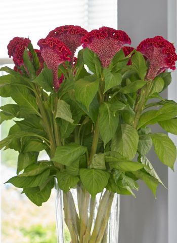 Celosia Neo Red