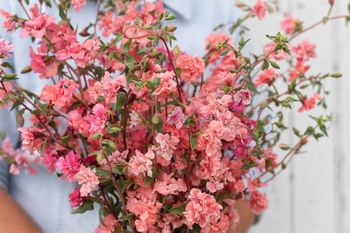 Clarkia Wild Salmon
