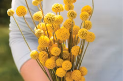 Sunball Drumstick