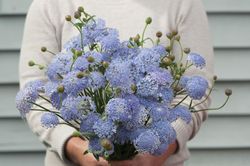 Laceflower Blue Lace