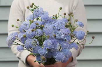Laceflower Blue Lace