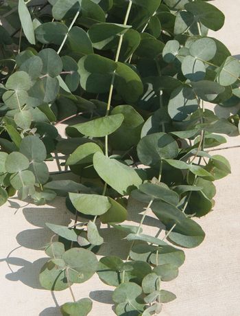 Eucalyptus Silver Dollar