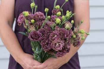 Lisianthus Rosanne Deep Brown F1