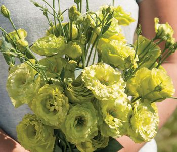 Lisianthus Rosanne Green F1