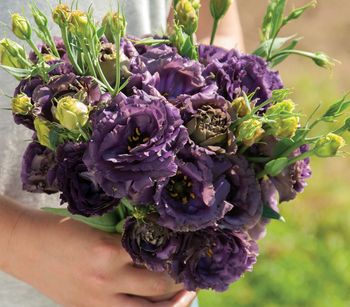 Lisianthus Rosanne Black Pearl F1