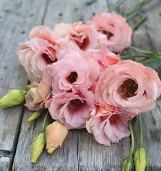 Lisianthus Arena Apricot F1