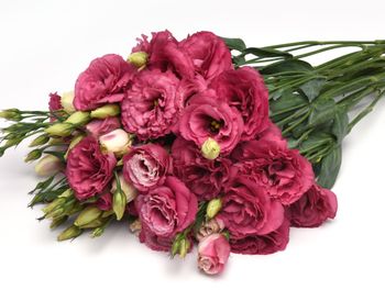 Lisianthus Can Can Carmine Rose F1
