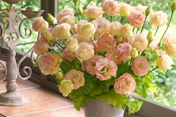 Lisianthus Croma Champagne F1