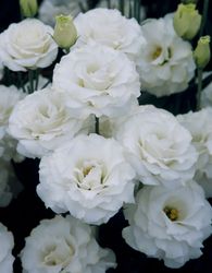 Lisianthus Croma Silky White F1