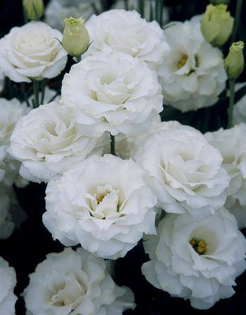 Lisianthus Croma Silky White F1