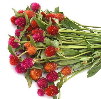 Globe amaranth Sunset Mixed