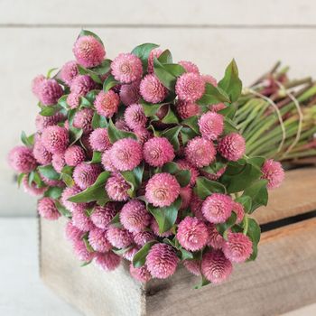 Globe amaranth Raspberry Cream